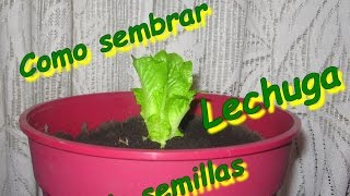 Como sembrar lechuga sin semilla [upl. by Ardnuaet]