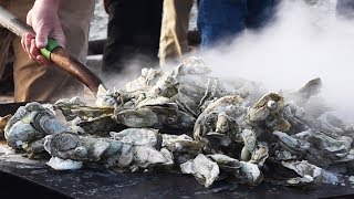 What Makes South Carolina Oysters So Delicious [upl. by Frissell]