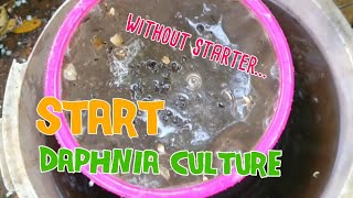 How to culture daphnia moina the easy way 1  Starting the Daphnia culture [upl. by Anjanette]