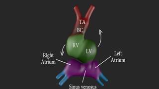 Development of the Heart 3D [upl. by Alyal]