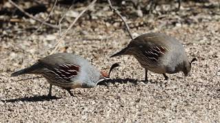 Gambels quail  Arizona [upl. by Chancelor]