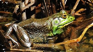 Bullfrog  American Bullfrog  Mating Call [upl. by Ettore]