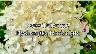 How To Prune Hydrangea Paniculata Pruning Hydrangea Paniculata Limelight [upl. by Rodriguez]