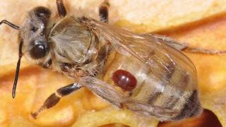 Introduction to Varroa Mites and Integrated Pest Management [upl. by Aoket]