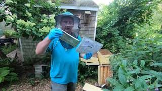 Applying Formic Pro Varroa mite treatment [upl. by Enerehs]