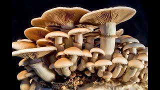 Mushroom farming Step by step guide [upl. by Novets]