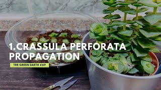 Crassula Perforata or Crassula Perfossa Propagation  Gardening at Home [upl. by Tevlev]