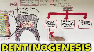 Dentinogenesis  Dentin Composition Structure Types and Formation [upl. by Trinity813]