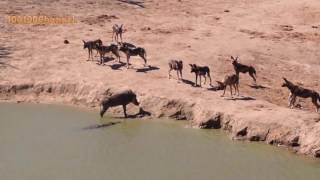 Warthog Stuck Between Wild Dogs and Crocodile [upl. by Anauqaj167]