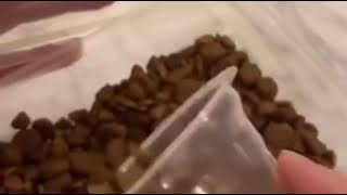 Dog gets mad at owner for not getting enough food  Funny  😆 [upl. by Yks]