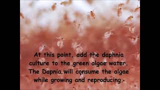 Daphnia  How to grow daphnia in your home [upl. by Vidovic]