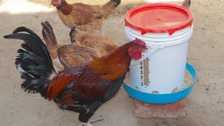 COMEDERO PARA GALLINAS 🐓  chicken feeder [upl. by Aldis]