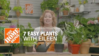 7 Easy Indoor Plants with Eileen  Indoor House Plants  The Home Depot [upl. by Narik]