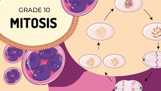 Mitosis [upl. by Girard]