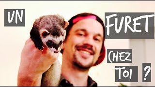 UN FURET CHEZ TOI   TUTO TOOPET [upl. by Neryt]