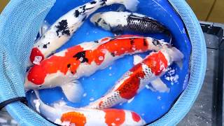 An Update on Koi Herpesvirus KHV Outbreak [upl. by Luwana]