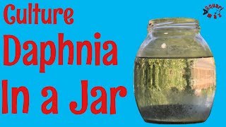 How to Culture Daphnia in a Jar [upl. by Nedrob777]