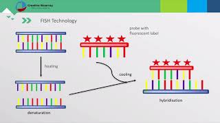 Fluorescent In Situ Hybridization FISH Assay [upl. by Leonie]