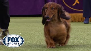 Group judging for the Hound Group at the 2019 Westminster Kennel Club Dog Show  FOX SPORTS [upl. by Trebeh768]