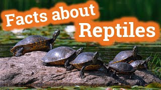 Facts About Reptiles for Kids [upl. by Eneles961]