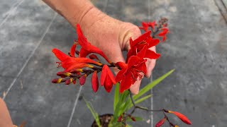 Stunning Crocosmias formerly Montbretia [upl. by Whiney]