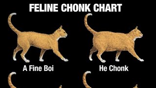 The Chonk Chart [upl. by Nnaeitak635]