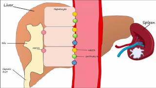 Hemoglobin BreakdownMetabolism [upl. by Sloatman]