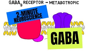 2Minute Neuroscience GABA [upl. by Gross]