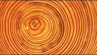 Introduction to Dendrochronology [upl. by Eri309]