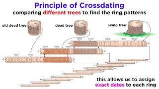 Core Principles and Concepts of Dendrochronology [upl. by Idonna]