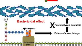 Pharmacology  Chemotherapy agents MOA Alkalating antimetabolites topoisomerase antimitotic [upl. by Birgitta]