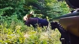 Maine Moose Hunt  September 2018 [upl. by Voss]