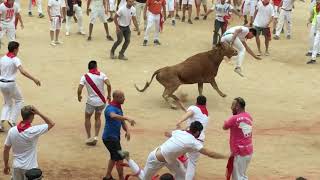 Running of the Bulls in Pamplona Spain running of bulls Spanish Bull Run Pamplona Bull Ring [upl. by Yras823]