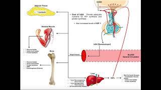 Specific Hormones  Functions of Growth Hormone hGH [upl. by Ifill]