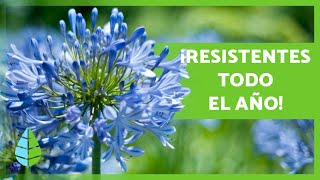 10 PLANTAS de EXTERIOR RESISTENTES al SOL y al FRÍO 🌼🌿 [upl. by Macilroy187]