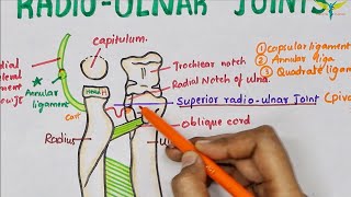 Radio Ulnar Joints  Anatomy  Upper limb [upl. by Janerich]