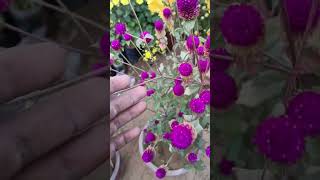 gomphrena globosa [upl. by Namso]