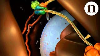 RNA interference RNAi by Nature Video [upl. by Donata782]