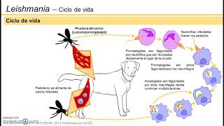 Leishmaniasis visceral  Ciclo de vida [upl. by Mossberg]