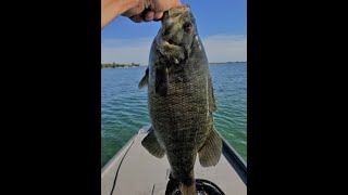 Chaumont Bay BIG Smallies [upl. by Anirehs270]