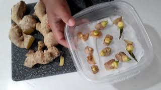 Growing store bought ginger  Interesting trick to make them root quicker [upl. by Emogene]