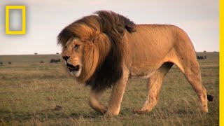 Warrior Watch Protecting Kenyas Lions  Explorers in the Field [upl. by Pigeon117]