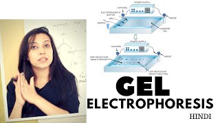 Gel Electrophoresis  Agarose Gel Electrophoresis Lab Procedure [upl. by Werdnaed]