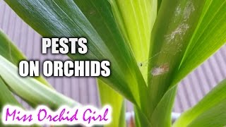 Signs of pests on Orchids [upl. by Eilata]