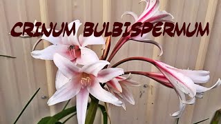 Crinum Bulbispermum Hardiest Crinum [upl. by Seidel]