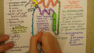 Nephron function Part 2 [upl. by Westney652]