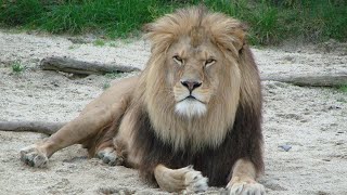 LIONS in India  Wildlife Documentary HD [upl. by Acireed]