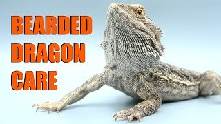 How To Care For Bearded Dragons 2019  EMZOTIC [upl. by Ria]