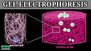 Gel Electrophoresis  Principle Of Electrophoresis [upl. by Eseneg]