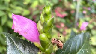 Turtlehead Plant Profile [upl. by Anat747]